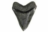 Fossil Megalodon Tooth - South Carolina #160256-1